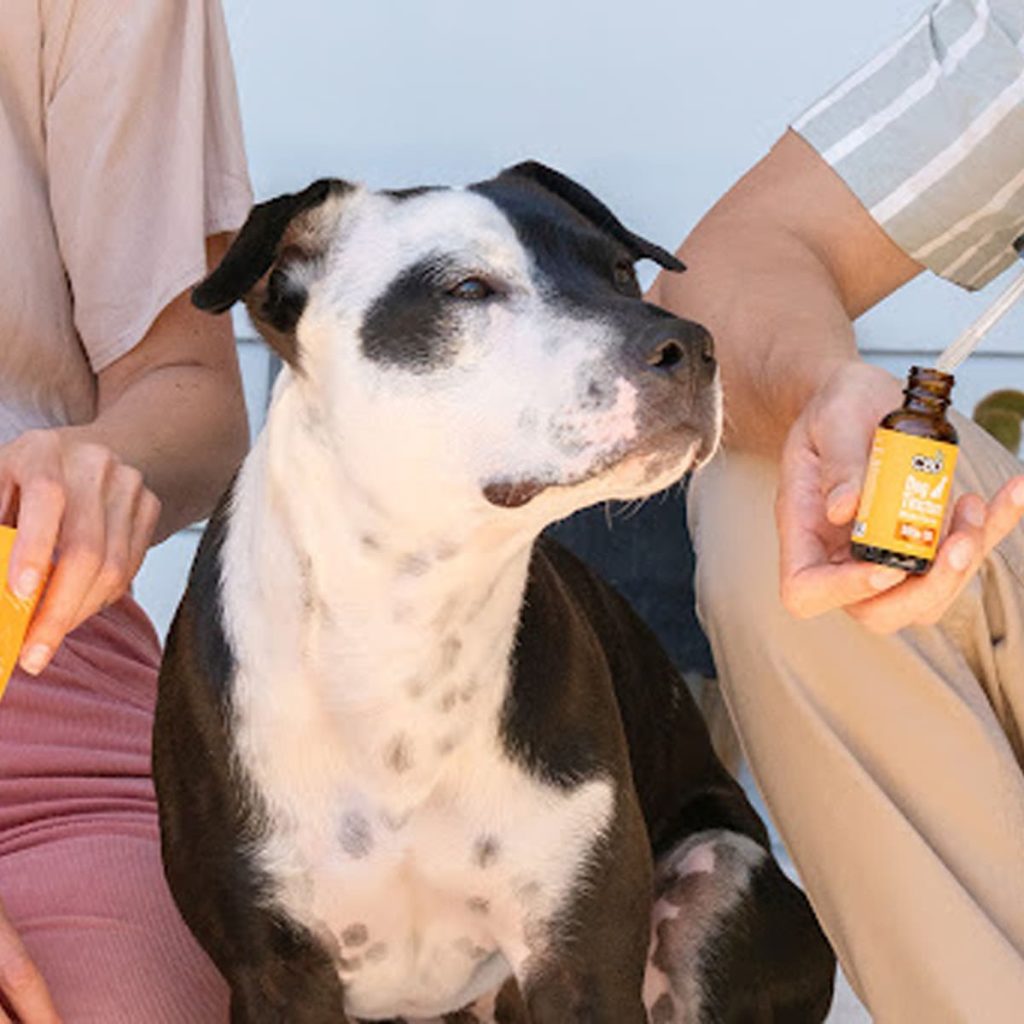 CBD Oil for Dogs