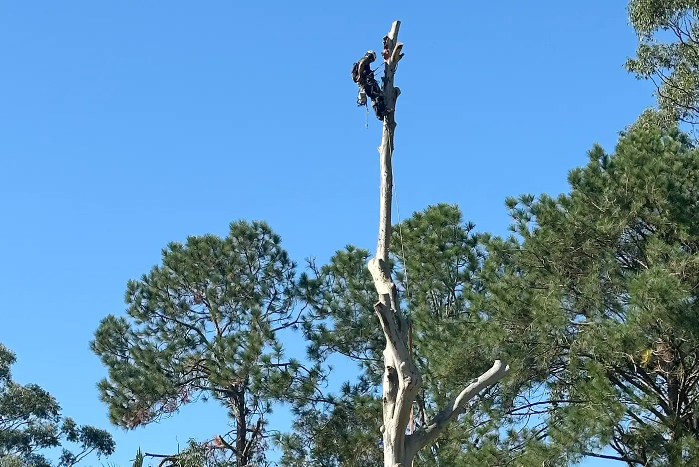 Professional Tree Care