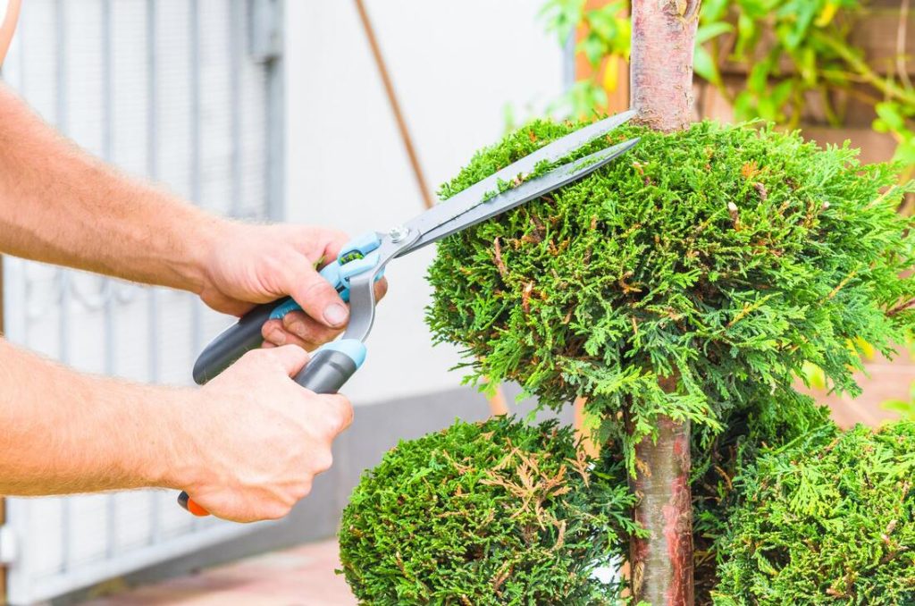 Tree trimming
